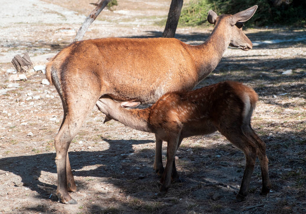 Wilde edelherten borstvoeding geven, Cervus elaphus doe hert verpleging een reetje op Parnitha bos berg, Griekenland. Moeder is het voeden van haar baby met melk, natuur achtergrond, - Foto, afbeelding