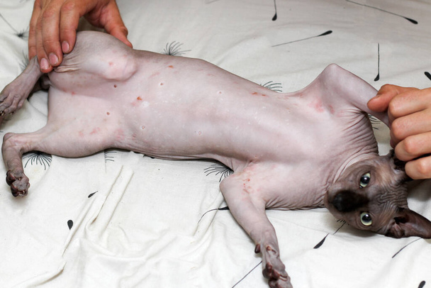 Ein Ausschlag bei einer Katze der kanadischen Rasse Sphynx. Dermatitis, Nahrungsmittelallergien. Behandlung von Hautunreinheiten. - Foto, Bild