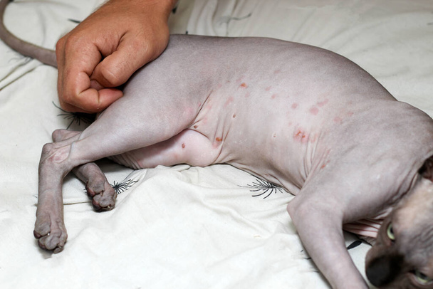 A rash on a cat of the Canadian Sphynx breed. Dermatitis, food allergies. Treatment of skin blemishes. - Photo, Image