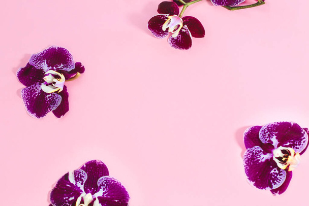 Orquídeas púrpuras sobre fondo rosa. Espacio para texto. - Foto, Imagen