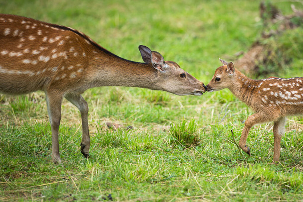 Little sika deer with his mother - Fotoğraf, Görsel