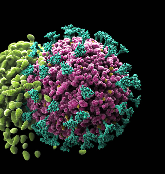 Ιός του κερατοειδούς στο μικροσκόπιο που δέχεται επίθεση από μικροοργανισμούς που προκαλούν ανοσολογική αντίδραση. Εμβόλιο κατά του ιού Covid- 19 coronavirus - Φωτογραφία, εικόνα
