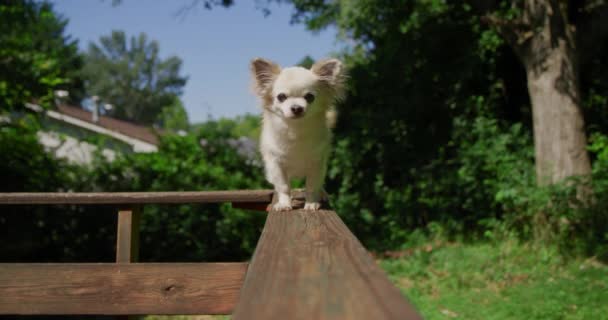 Pikkusöpö e koira chihuahua kesäpuistossa kävely kiskolla - Materiaali, video