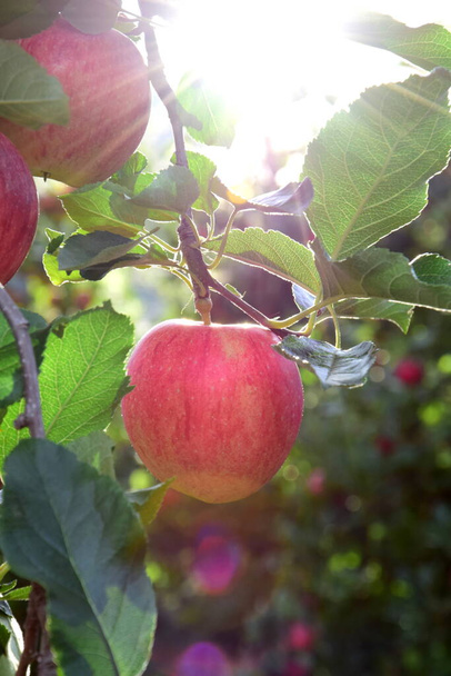 Sonbahar güneşinde bir elma ağacında gün ışığıyla olgunlaşmış kırmızı elmalar. - Fotoğraf, Görsel