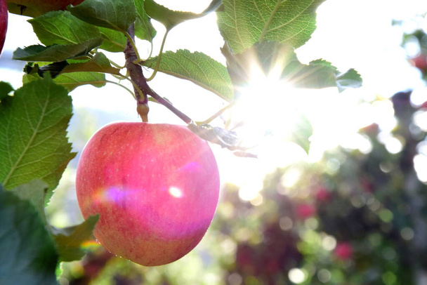 Зрелые красные яблоки с лучами солнца на яблоне под осенним солнцем - Фото, изображение