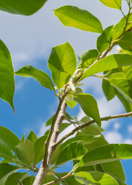 Widok w górę kwitnącej Cananga odorata Ylang-ylang kwiat lub tropikalne drzewo perfum - Zdjęcie, obraz