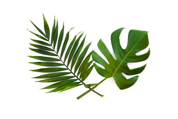 Tropische bladeren monstera en tak palm op een witte achtergrond met ruimte voor tekst. Bovenaanzicht, vlak lay - Foto, afbeelding