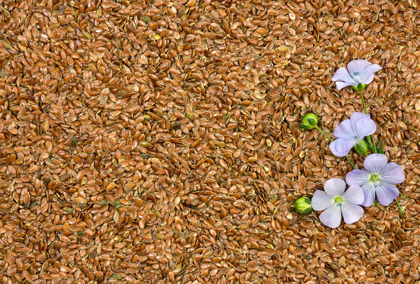 Flowers and capsule flax (Binomial name: Linum usitatissimum), (common names: common flax or linseed) on flaxseeds background. - Photo, Image