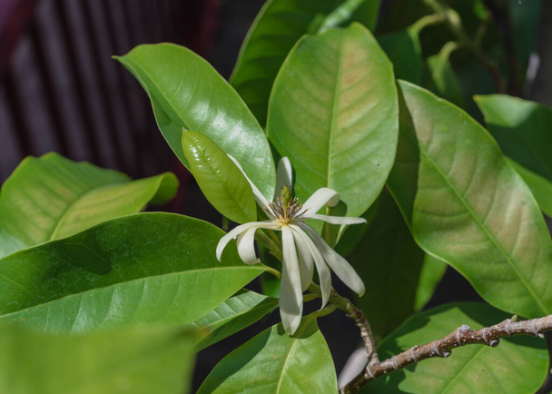 Kwiat Cananga odorata Ylang-ylang kwiat lub tropikalne drzewo perfum w pobliżu czerwonego metalowego ogrodzenia - Zdjęcie, obraz