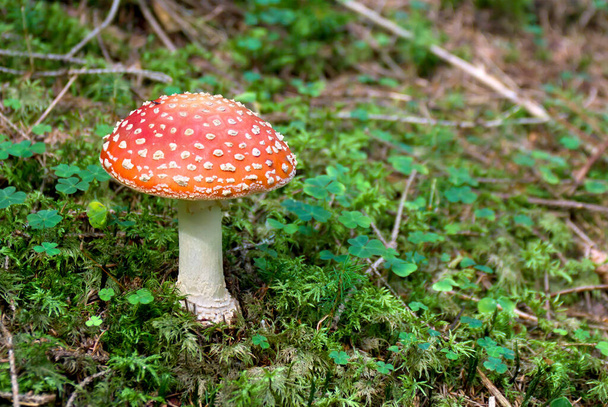 Amanita muscaria (fly agaric or amanita) in conifer forest. - Photo, Image