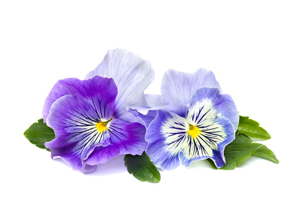 Bratki (Viola tricolor var. hortensja) na białym tle z miejscem na tekst - Zdjęcie, obraz