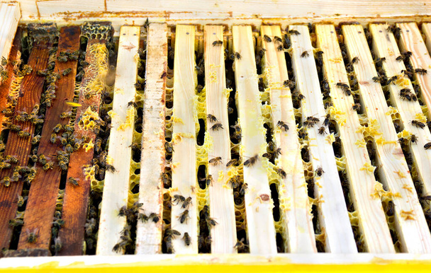 Abejas de miel (Apis mellifera) en marcos de madera en la colmena - Foto, Imagen