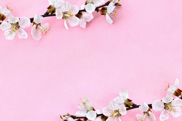 Twigs of flowers apricot tree on a pink background with space for text. Top view, flat lay - Photo, Image