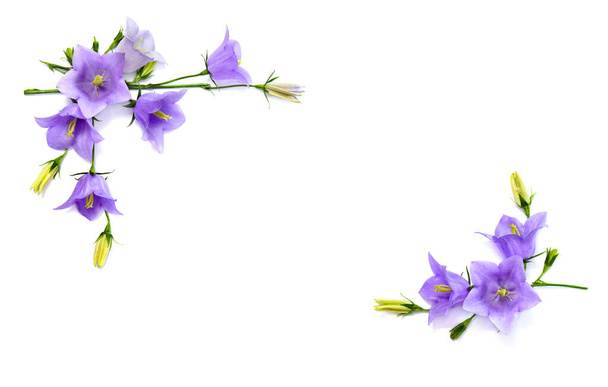 Violetinsiniset kukat Campanula persicifolia (persikanlehti kellokukka) valkoisella pohjalla, jossa on tilaa tekstille. Top view, tasainen lay - Valokuva, kuva