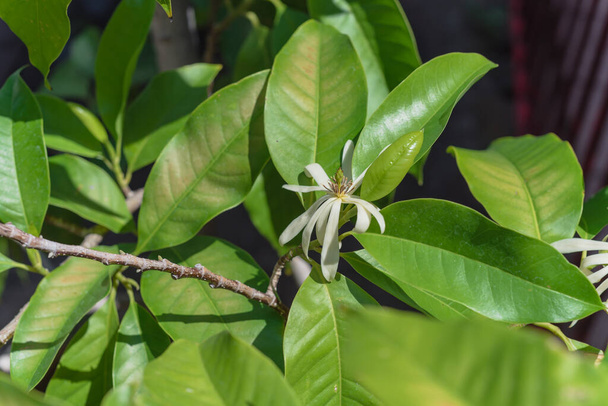 Bloesem Cananga odorata Ylang-ylang bloem of tropische parfum boom in de buurt van rood metalen hek - Foto, afbeelding