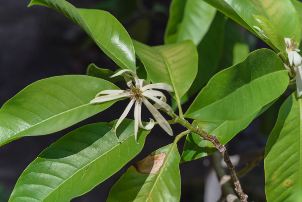 Floração Cananga odorata Ylang-ylang flor ou árvore de perfume tropical - Foto, Imagem