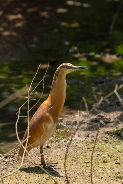 湖、中規模のヨーロッパの鳥の近くの若い小さなBittern散歩 - 写真・画像
