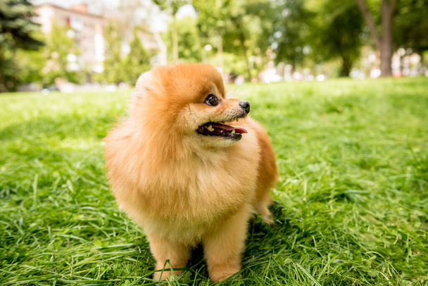 Portrait of cute pomeranian dog at the park. - Photo, image