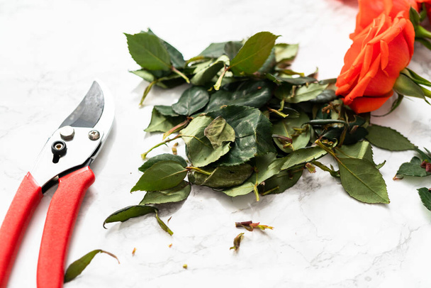 Beschneiden roter Rosen mit der Schere für einen Strauß auf einem Marmorhintergrund. - Foto, Bild