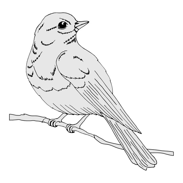 tek renkli resim, daldaki bir kuş, vektör illüstrasyonu, beyaz arkaplanda izole et - Vektör, Görsel