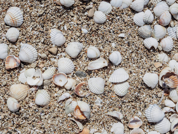 Top view of seashells on the sand on a sunny day. Natural background of marine nature. Sea vacation concept. Copy space. Flat lay - Foto, Imagen