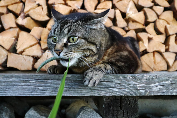 Širokoúhlý záběr hrající kočky před hromádkou dřeva - Fotografie, Obrázek