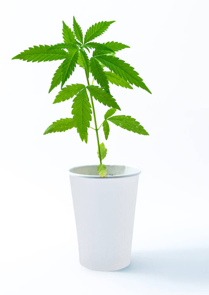 Fiatal cserepes Cannabis növény szóló csésze elszigetelt fehér - Fotó, kép