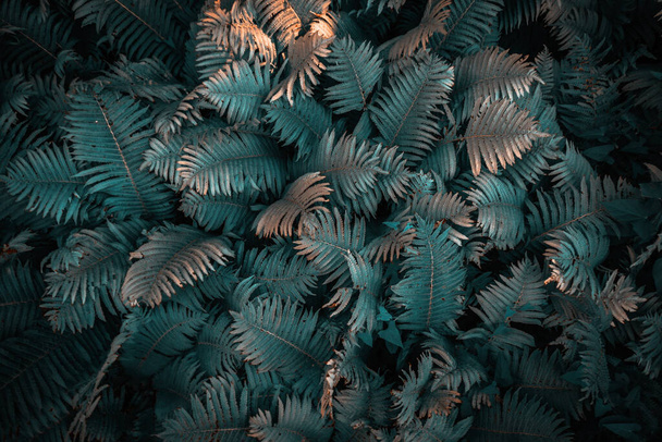 Blue neon fern close up. Floral texture background, pattern - Photo, Image