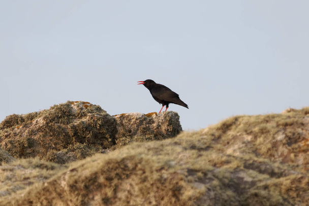 A red-billed chough, Pyrrhocorax pyrrhocorax, on Ouessant or Ushant island in France - Photo, Image