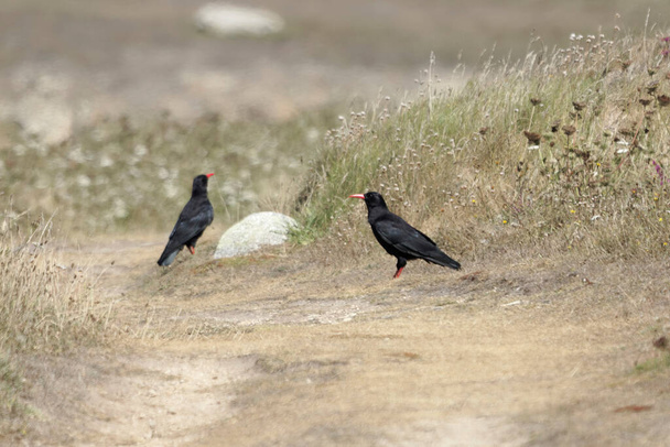 A pair red-billed choughs, Pyrrhocorax pyrrhocorax, on a way at Ouessant or Ushant island in France - Photo, Image