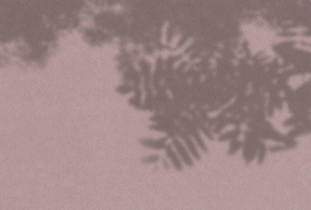 Fondo de verano de sombras vegetales. Sombra de hojas de árbol en una pared rosa. Blanco y negro para superponer una foto o maqueta - Foto, imagen