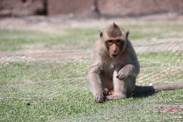 Yengeç yiyen Macak maymunu yeşil yolda oturuyor.. - Fotoğraf, Görsel
