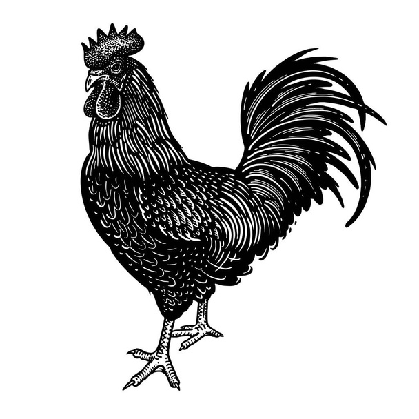 Rooster isolated on a white background. Domestic bird. Farm animals series. Vector illustration of poultry. Black and white graphics. Vintage sketch of cock. - Vecteur, image