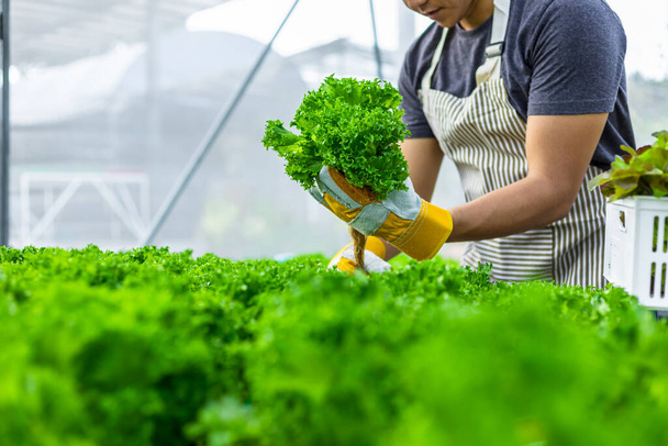farmer ware agricultural gloves keep vegetable at hydroponic farm and observing growth vegetable meticulously before delivered to the customer - 写真・画像