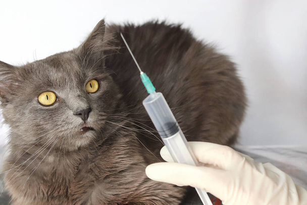 Eine graue, flauschige, langhaarige Katze Nebelung und eine defokussierte Spritze in einer Hand in einem Medizinhandschuh. Kopierraum - das Konzept der Veterinärmedizin, Tiergesundheit, Prävention, Behandlung, Injektion, Pflege - Foto, Bild