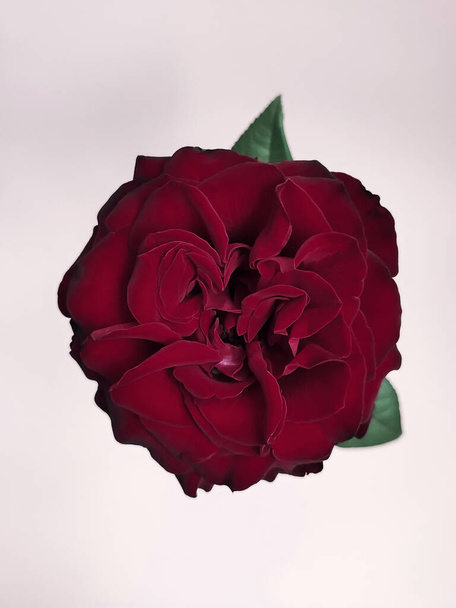 yksinäinen kaunis punainen ruusu vaaleanpunainen tausta - Valokuva, kuva