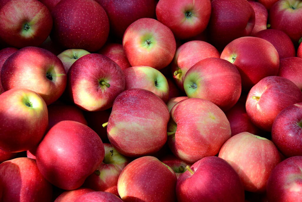 Červené zralé lahodné jablka jako pozadí a textury - Fotografie, Obrázek