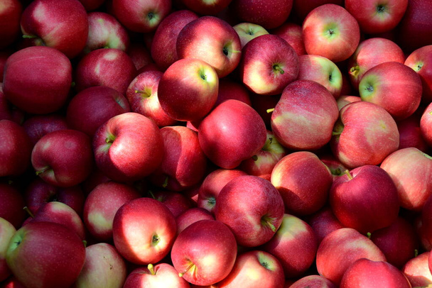 Manzanas rojas maduras deliciosas como fondo y textura - Foto, imagen