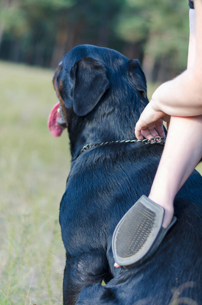 El cuidado de perro raza Rottweiler. Peinar la piel de un perro: mujer adulta peinando la piel de su perro al aire libre. Peinar y masajear la piel de la mascota con una manopla especial. - Foto, imagen