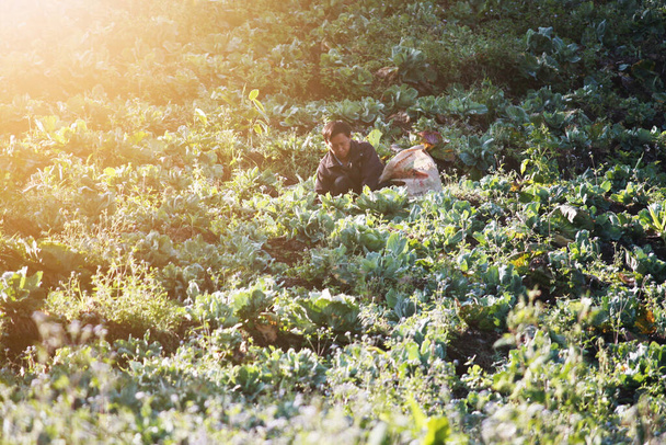 CHIANGRAI, THAILAND-DECEMBER 14, 2011: Old man Hilltribes is Strawberry Farming with beautiful natural sunlight in the morning on plantation farm in Thailand - Foto, Imagem