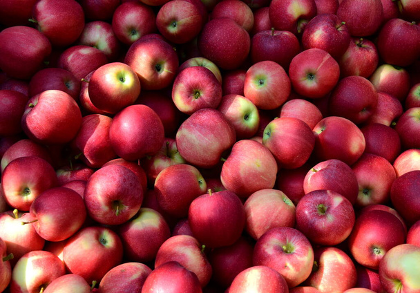 Κόκκινα ώριμα νόστιμα μήλα ως φόντο και υφή - Φωτογραφία, εικόνα
