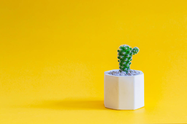 Cactus ou plantes succulentes en pots, sur fond jaune. - Photo, image