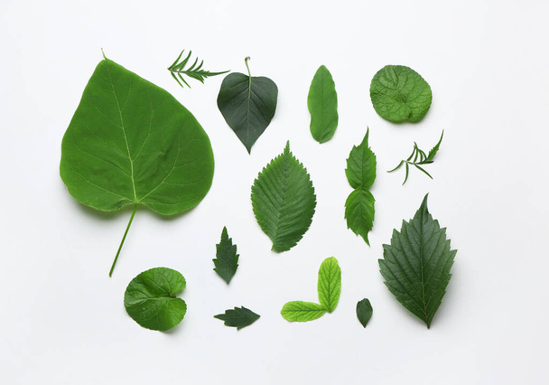 groene bladeren op lichte achtergrond - Foto, afbeelding