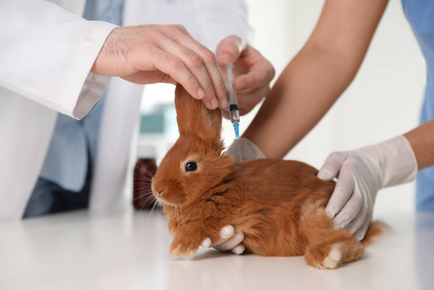 Professional veterinarians vaccinating bunny in clinic, closeup - Fotoğraf, Görsel