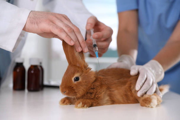 Professional veterinarians vaccinating bunny in clinic, closeup - Фото, изображение