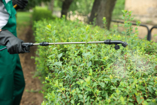 Worker spraying pesticide onto green bush outdoors, closeup. Pest control - Photo, Image