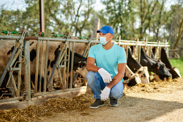 酪農家は酪農牛と農場でマスクウイルス保護で働いている男. - 写真・画像