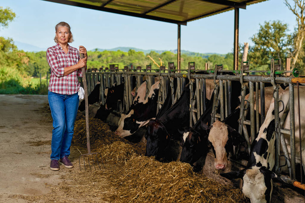 酪農家の女性が酪農家で働いている牛 - 写真・画像