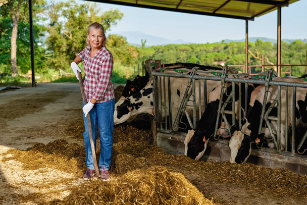 Une agricultrice travaille à la ferme avec des vaches laitières - Photo, image