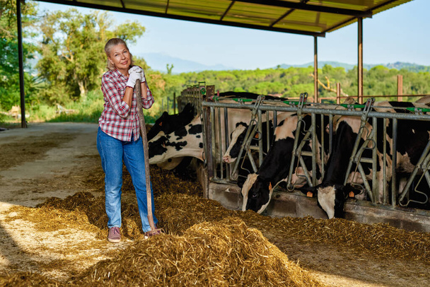 Η αγρότισσα δουλεύει σε φάρμα με αγελάδες γαλακτοπαραγωγής. - Φωτογραφία, εικόνα